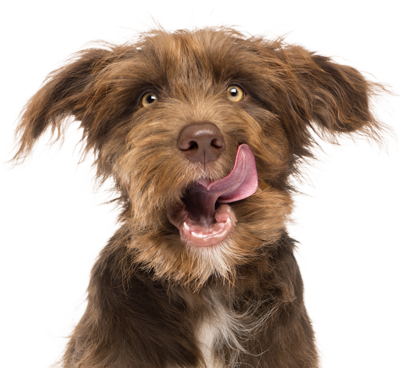 chien-brun